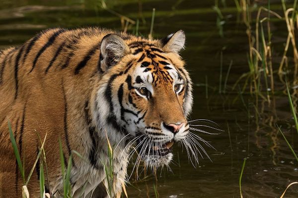 Siberian Tiger-Panthera tigris Altaic Captive